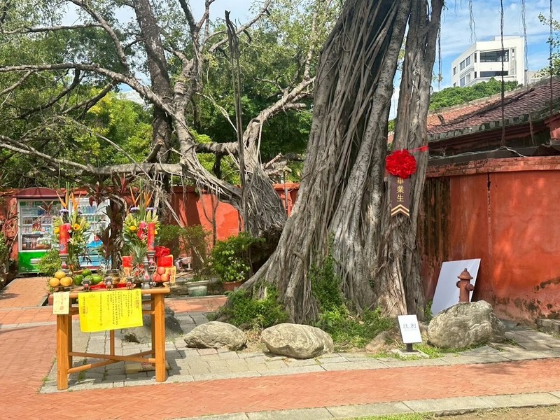 百年綠蔭落幕！臺南孔廟老榕褐根病染疾 府城隍出巡護佑平安移樹