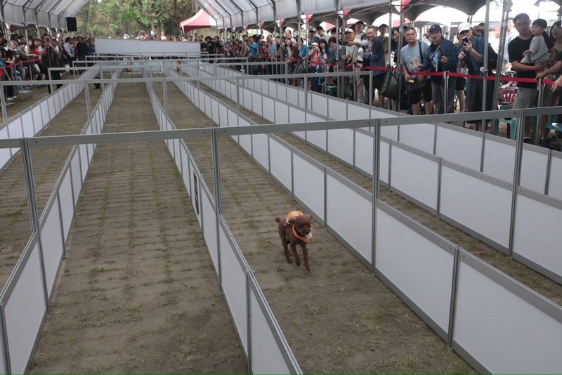 台南虎頭埤「熱狗盃」兩百萌犬開跑！