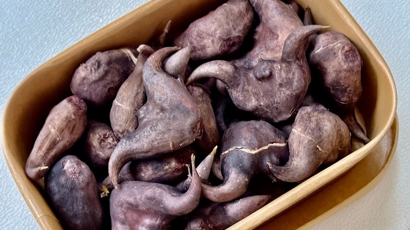 秋天最有溫度的原型食物！ 台南官田「黑色元寶」盛產，營養師教你這樣吃出強健腸胃與好心臟